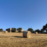 Azienda Torre Mastro Mole - Ragusa