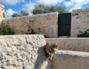 Azienda Torre Mastro Mole - Ragusa