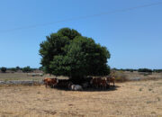 Azienda Torre Mastro Mole - Ragusa