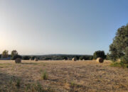 Azienda Torre Mastro Mole - Ragusa