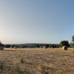 Azienda Torre Mastro Mole - Ragusa