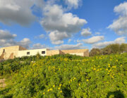 Azienda Torre Mastro Mole - Ragusa